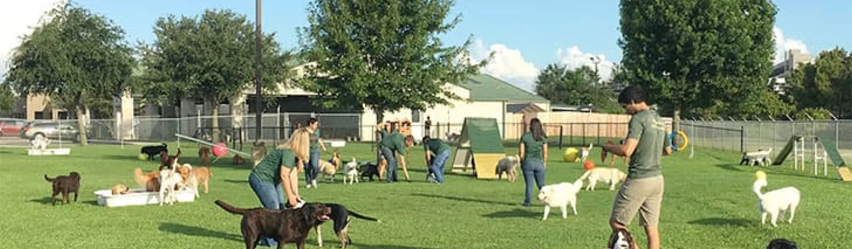 Staff with dogs in grassy play yard.